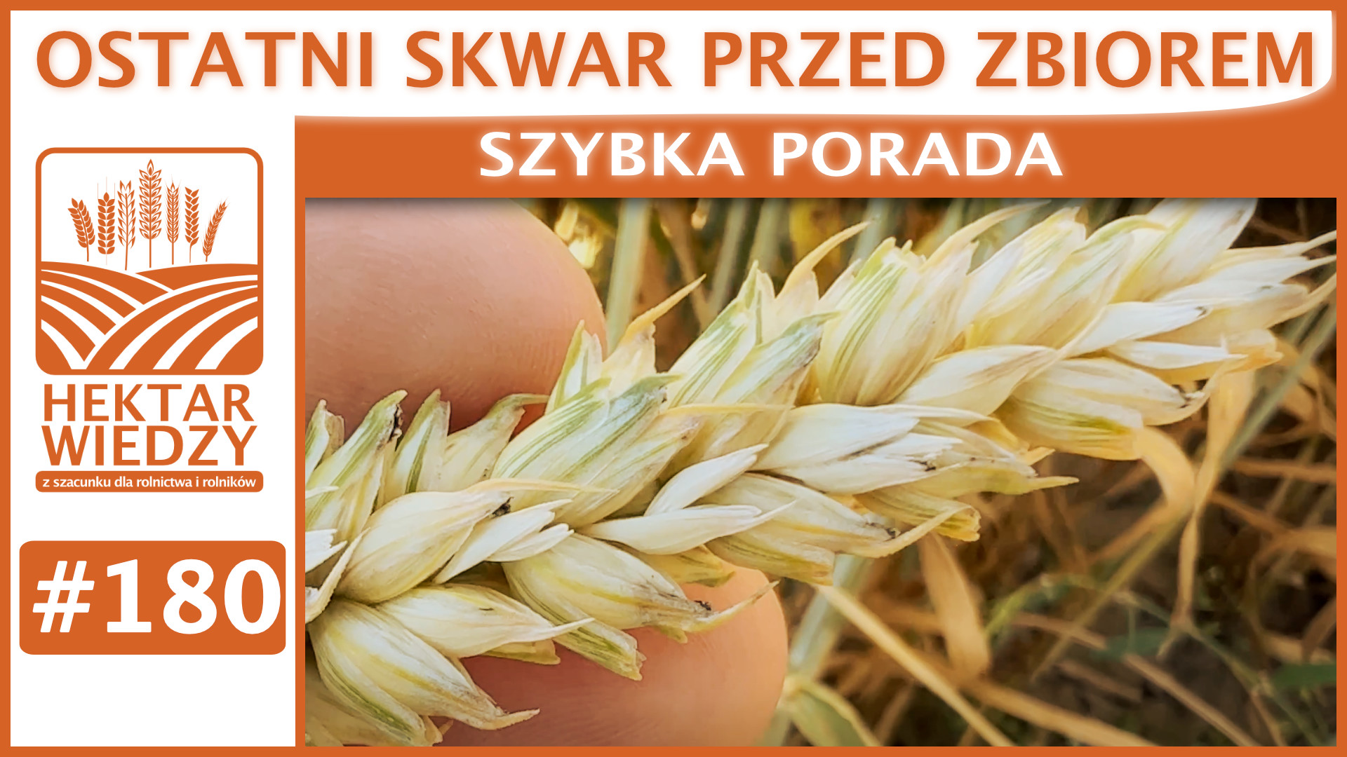 Ostatni Skwar Przed Zbiorem Szybka Porada