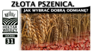 ZŁOTA PSZENICA. JAK WYBRAĆ DOBRĄ ODMIANĘ? | ODCINEK #31