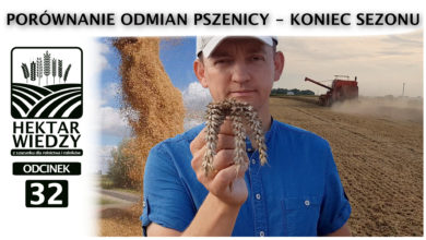 Photo of PORÓWNANIE ODMIAN PSZENICY. KONIEC SEZONU.