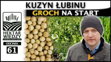 Photo of KUZYN ŁUBINU. GROCH NA START.