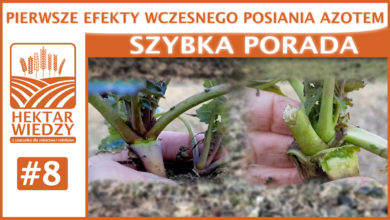 Photo of PIERWSZE EFEKTY WCZESNEGO POSIANIA AZOTEM.