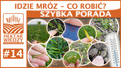 Photo of IDZIE MRÓZ – CO ROBIĆ? | SZYBKA PORADA #14