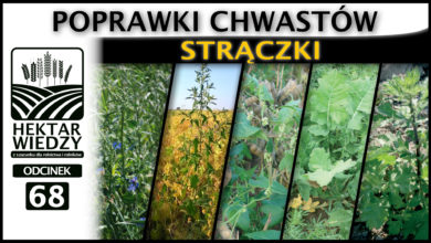 Photo of POPRAWKI CHWASTÓW – STRĄCZKI.