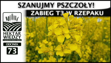 Photo of SZANUJMY PSZCZOŁY! ZABIEG T3 W RZEPAKU. | ODCINEK #73