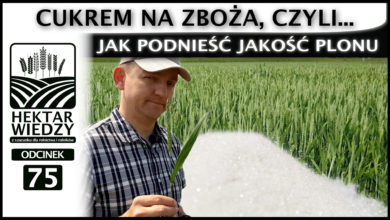 Photo of CUKREM NA ZBOŻA, CZYLI JAK PODNIEŚĆ JAKOŚĆ PLONU. | ODCINEK #75