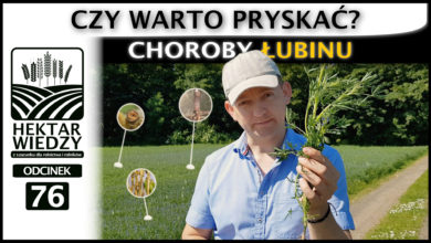 Photo of CZY WARTO PRYSKAĆ? CHOROBY ŁUBINU. | ODCINEK #76