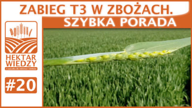 Photo of ZABIEG T3 W ZBOŻACH. | SZYBKA PORADA #20
