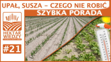 Photo of UPAŁ, SUSZA – CZEGO NIE ROBIĆ? | SZYBKA PORADA #21