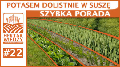 Photo of POTASEM DOLISTNIE W SUSZĘ. | SZYBKA PORADA #22