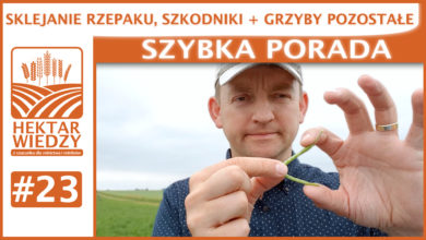 Photo of SKLEJANIE RZEPAKU, SZKODNIKI + GRZYBY POZOSTAŁE. | SZYBKA PORADA #23