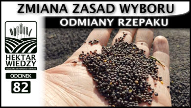 Photo of ZMIANA ZASAD WYBORU – ODMIANY RZEPAKU. | ODCINEK #82