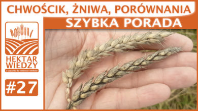 Photo of CHWOŚCIK, ŻNIWA, PORÓWNANIA. | SZYBKA PORADA #27