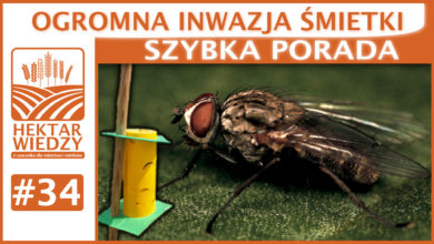 Photo of OGROMNA INWAZJA ŚMIETKI. | SZYBKA PORADA #34
