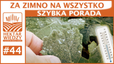 Photo of ZA ZIMNO NA WSZYSTKO. | SZYBKA PORADA #44