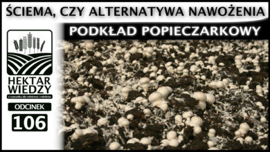 Photo of PODKŁAD POPIECZARKOWY – ŚCIEMA CZY ALTERNATYWA NAWOŻENIA. | ODCINEK #106