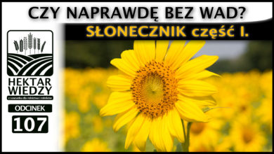 Photo of CZY NAPRAWDĘ BEZ WAD, CZYLI SŁONECZNIK CZĘŚĆ I. | ODCINEK #107