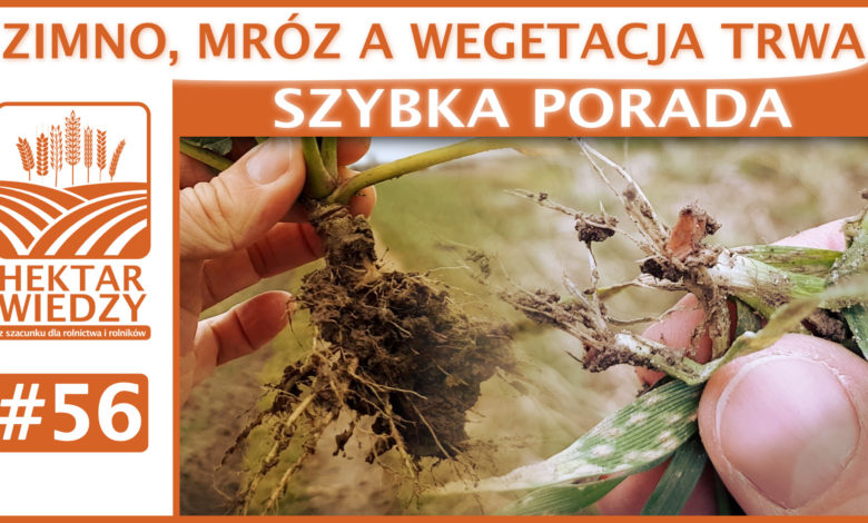 SZYBKA_PORADA_OKLADKA_56