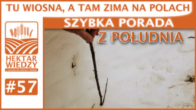 Photo of TU WIOSNA, A TAM ZIMA NA POLACH. | SZYBKA PORADA #57