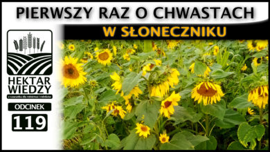 Photo of PIERWSZY RAZ O CHWASTACH W SŁONECZNIKU. | ODCINEK 119