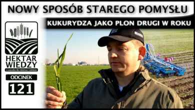 Photo of KUKURYDZA JAKO PLON DRUGI W ROKU – NOWY SPOSÓB STAREGO POMYSŁU.  | ODCINEK 121