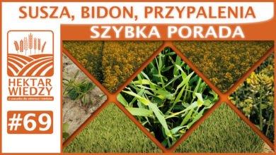 Photo of SUSZA, BIDON, PRZYPALENIA. | SZYBKA PORADA #69