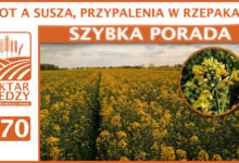 Photo of AZOT A SUSZA, PRZYPALENIA W RZEPAKACH. | SZYBKA PORADA #70