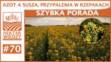 Photo of AZOT A SUSZA, PRZYPALENIA W RZEPAKACH. | SZYBKA PORADA #70