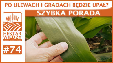 Photo of PO ULEWACH I GRADACH BĘDZIE UPAŁ?  | SZYBKA PORADA #74
