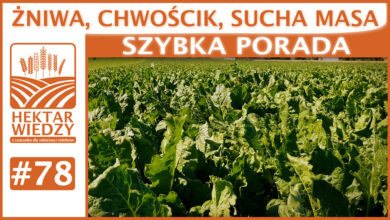 Photo of ŻNIWA, CHWOŚCIK, SUCHA MASA. | SZYBKA PORADA #78