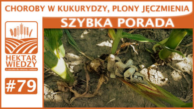 Photo of CHOROBY W KUKURYDZY, PLON JĘCZMIENIA. | SZYBKA PORADA #79
