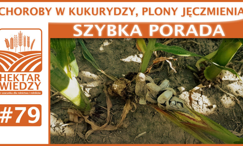 ZYBKA_PORADA_OKLADKA_79