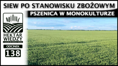 Photo of PSZENICA W MONOKULTURZE, CZYLI SIEW PO STANOWISKU ZBOŻOWYM. | ODCINEK 138