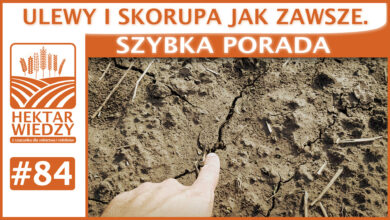 Photo of ULEWY I SKORUPA JAK ZAWSZE. | SZYBKA PORADA #84