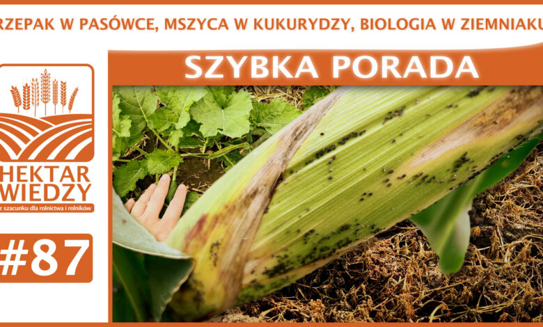 SZYBKA_PORADA_OKLADKA_87.
