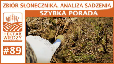 Photo of ZBIÓR SŁONECZNIKA, ANALIZA SADZENIA. | SZYBKA PORADA #89