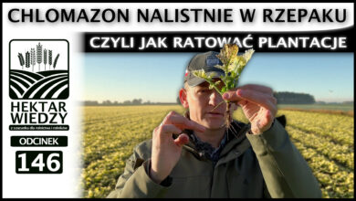 Photo of CHLOMAZON NALISTNIE W RZEPAKU CZYLI JAK RATOWAĆ PLANTACJE. | ODCINEK 146