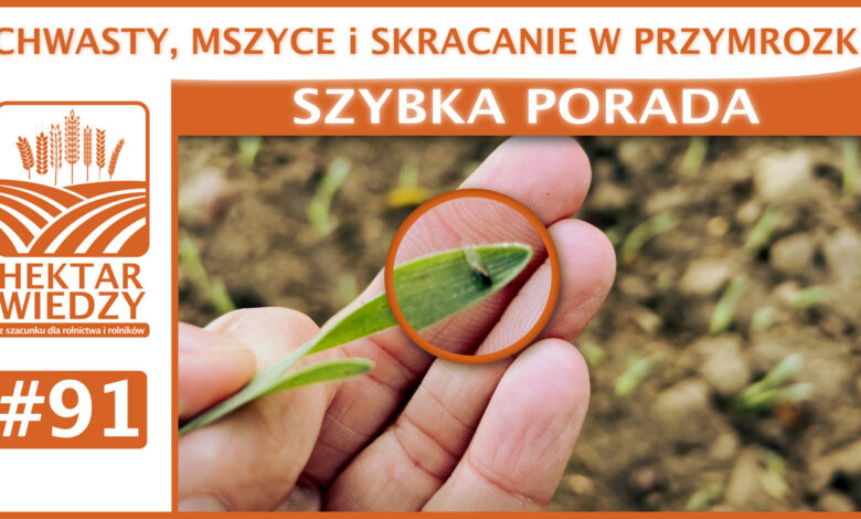 SZYBKA_PORADA_OKLADKA_91