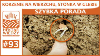 Photo of KORZENIE NA WIERZCHU, STONKA W GLEBIE. | SZYBKA PORADA #93
