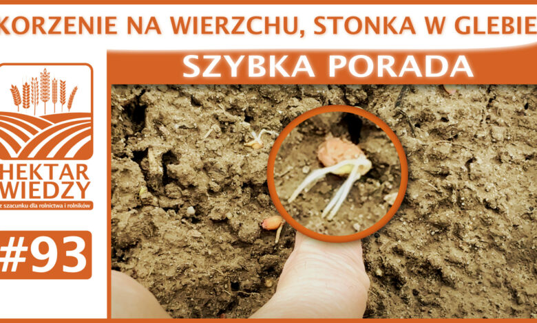 SZYBKA_PORADA_OKLADKA_93