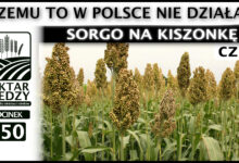 Photo of SORGO NA KISZONKĘ – CZEMU TO W POLSCE NIE DZIAŁA (część. 1). | ODCINEK 150