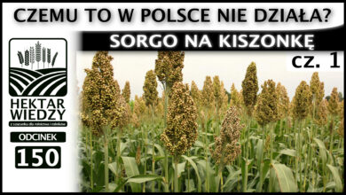 Photo of SORGO NA KISZONKĘ – CZEMU TO W POLSCE NIE DZIAŁA (część. 1). | ODCINEK 150