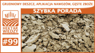 Photo of GRUDNIOWY DESZCZ, APLIKACJA NAWOZÓW, GĘSTE ZBOŻE. | SZYBKA PORADA #99