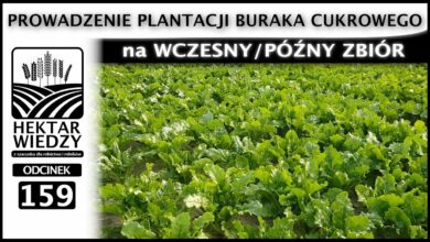 Photo of PROWADZENIE PLANTACJI BURAKA CUKROWEGO NA WCZESNY/PÓŹNY ZBIÓR. | ODCINEK 159