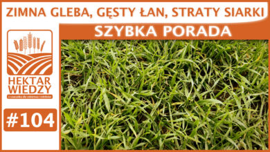 Photo of ZIMNA GLEBA, GĘSTY ŁAN, STRATY SIARKI. | SZYBKA PORADA #104
