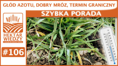 Photo of GŁÓD AZOTU, DOBRY MRÓZ, TERMIN GRANICZNY. | SZYBKA PORADA #106