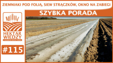 Photo of ZIEMNIAKI POD FOLIĘ, SIEW STRĄCZKÓW, OKNO NA ZABIEGI. | SZYBKA PORADA #115