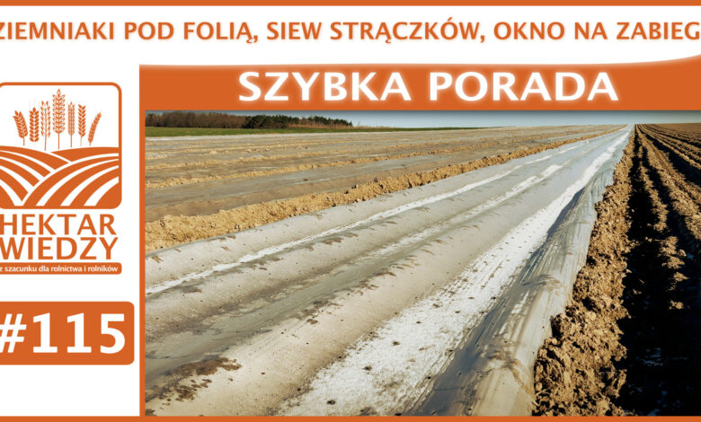 SZYBKA_PORADA_OKLADKA_115