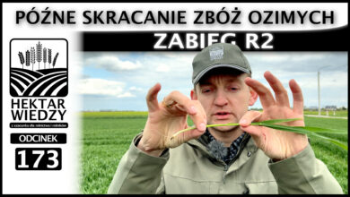 Photo of ZABIEG R2, CZYLI PÓŹNE SKRACANIE ZBÓŻ OZIMYCH. | ODCINEK 173