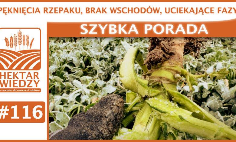 SZYBKA_PORADA_OKLADKA_116