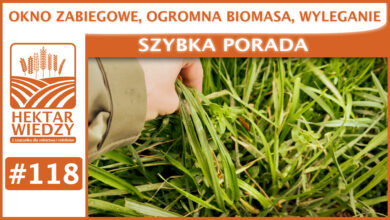 Photo of OKNO ZABIEGOWE, OGROMNA BIOMASA, WYLEGANIE. | SZYBKA PORADA #118